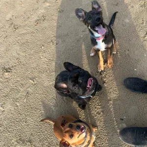 Dog Sitter e Pet Sitter Automunito ed amante degli animali!