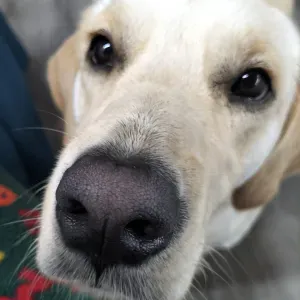 Vaga para Petsitter em Ponte De Lima