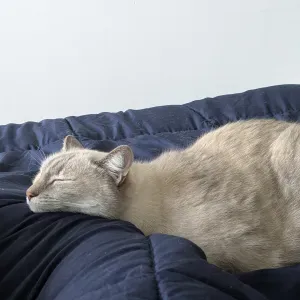 Pet sitter à Nantes à votre service 