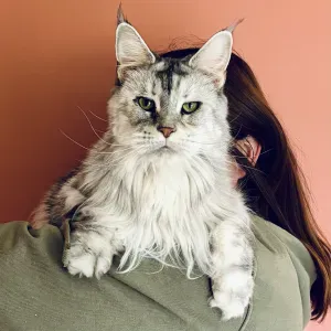 Offre d'emploi pour un(e) petsitter à Lias