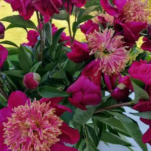 Aide à domicile bienveillante 