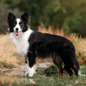 Pet-sitter sur Villeneuve sur lot