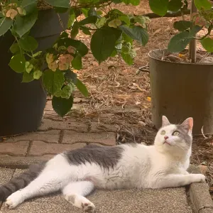 Pet-sitter à Montauban pour chien, chat, lapin etc. 