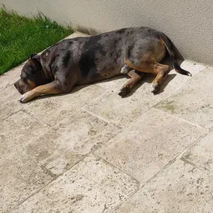 Pet sitting, Pet Walker em Maia / Porto