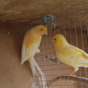 SITTER CANARINI PRESSO MIO DOMICILIO 