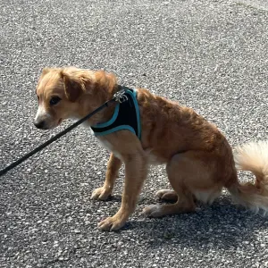 A procura de um cuidador(a) de cão para domingo à tarde