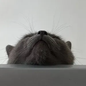 Offerta di lavoro per pulizie a Solbiate Olona