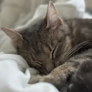 Pet-sitter à Istres et Fos sur mer !