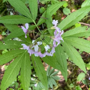 Recherche une femme de ménage