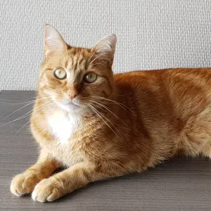Recherche Pet Sitter pour chat entre le 15/08 et le 19/08