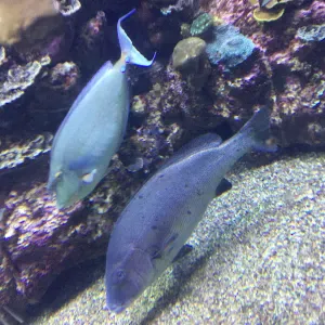 Emploi de femme de ménage Sarcelles