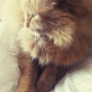 Pet sitter à Brest (Rives de Penfeld)