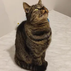 Poste de femme de ménage à Vaires-sur-Marne