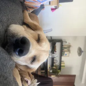Emprego de petsitter em Lisboa