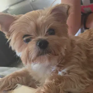 🐶🐱 PET-SITTER – GARDE D'ANIMAUX