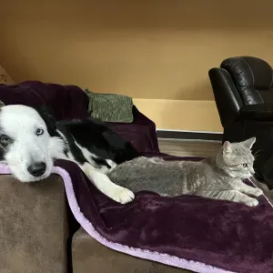 Pet sitter attentionnée dispo en dehors de mes cours !