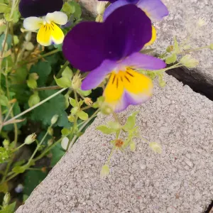 Addetta alle pulizie esperta con inglese fluente 