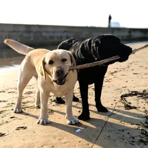Looking for at sitter for two Labradors at house in Afife