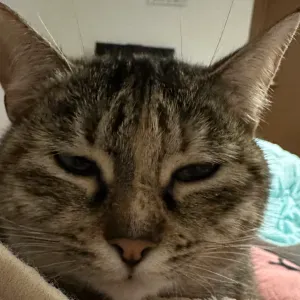 Domestica pulizie a casa a Legnano-San vittore