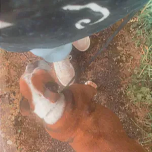 Pet-sitter à Nîmes. 