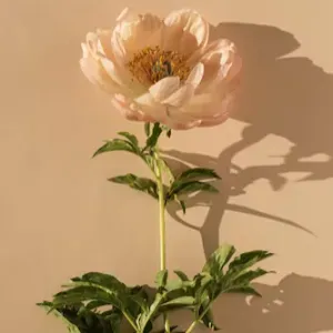 Experienced practitioner in nursery 