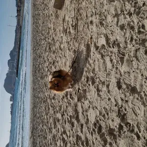 Besoin en août pour petite chienne spitz