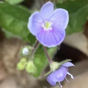 Recherche femme de ménage