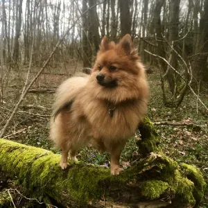 Pet-Sitter Dugny-sur-meuse et alentours !