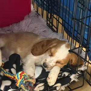 Looking for someone to take care of my puppy 