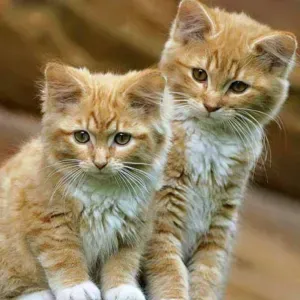 Baby-sitter à Paris à votre secours!