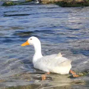 Cerco servizio pulizia a casa occasionale