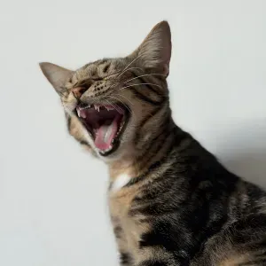 Cat sitter
