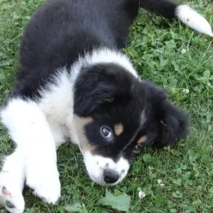 Garde d'animaux et promenades à Strasbourg 