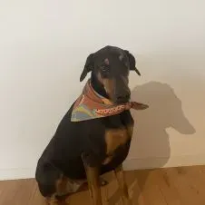 Pesquise um(a) cuidador de outros animais em Benfica