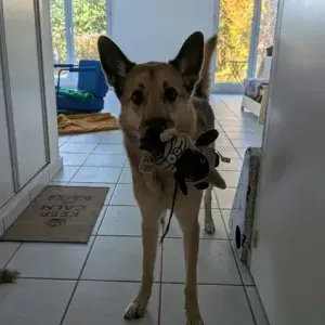 Pet-sitter pour un chat et une chien à domicile