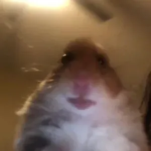 Pet-Sitter à Paris et alentours 