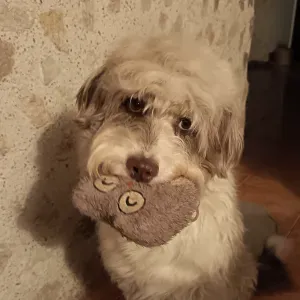 Petsitter passionnée cherche à garder animal 