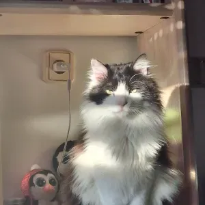 Busco una cuidadora para mi gato
