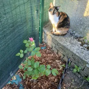 Petsitter expérimentée à Houplin-Ancoisne