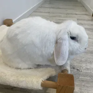 Recherche moyen de garde pour ma lapine