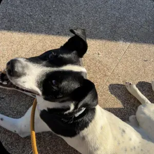 À procura de um cuidador de animais