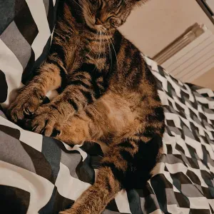 Garder mon chat pendant les vacances d été 2026