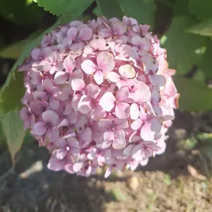 Recherche emploi  femme de ménage 