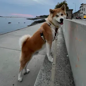  Procuro pet sitter ao domicílio