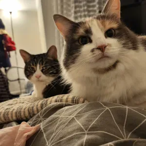 Recherche pet-sitter pour rendre visite à 2 chats