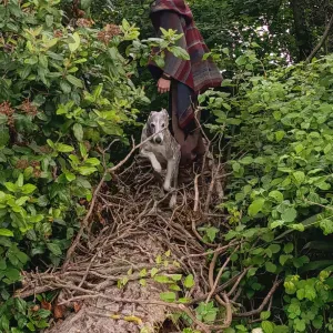 Garde d'animaux à Uzès et alentours 