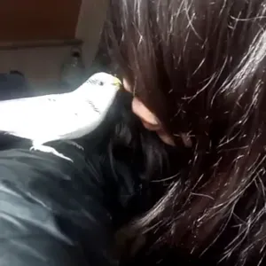 Pet sitting  em aveiro , vagos, vagueira 