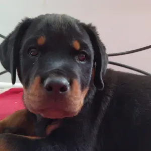 Aide a domicile / femme de ménage / repassage