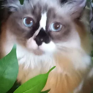 Pet sitter Carcassonne et alentours 