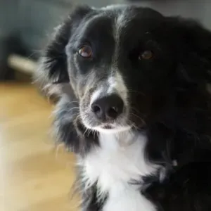 Pet-sitter à La Seyne sur mer et ses alentours.